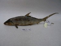 藏品(虱目魚)的圖片